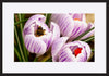 paper_frame