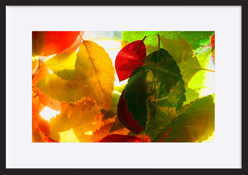 paper_frame