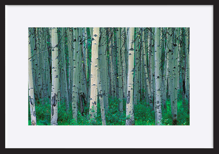 paper_frame