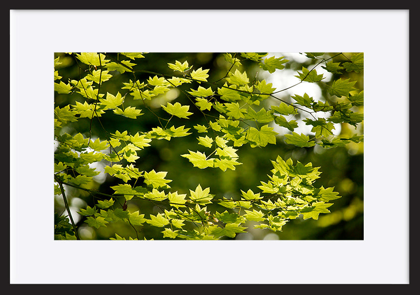 paper_frame
