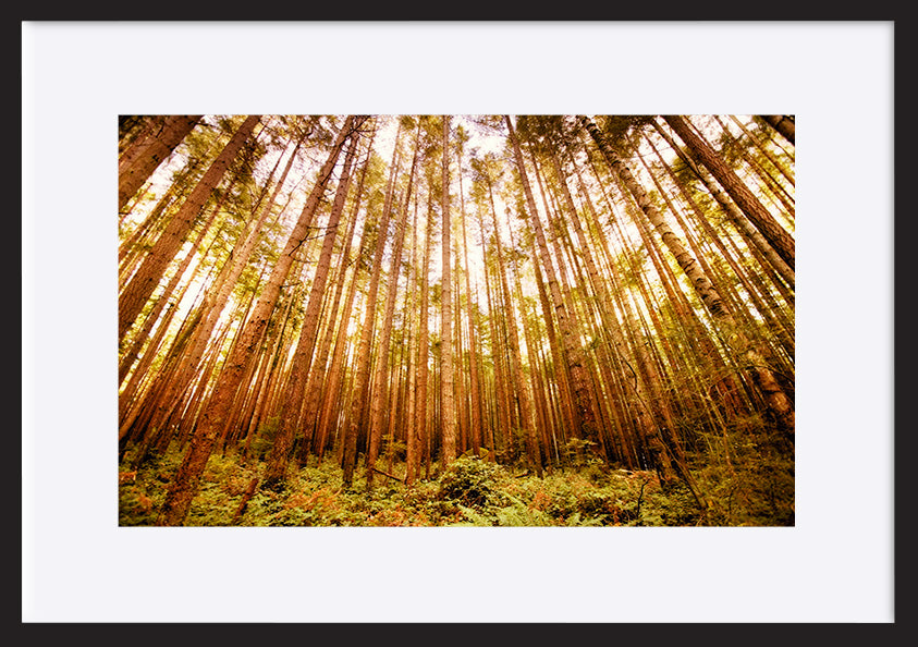 paper_frame