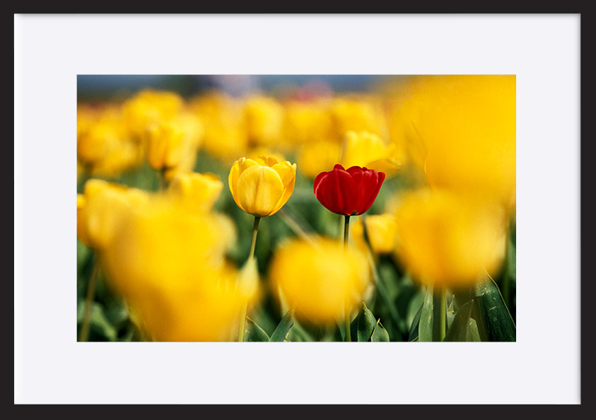 paper_frame