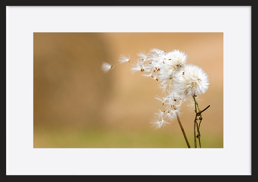 paper_frame