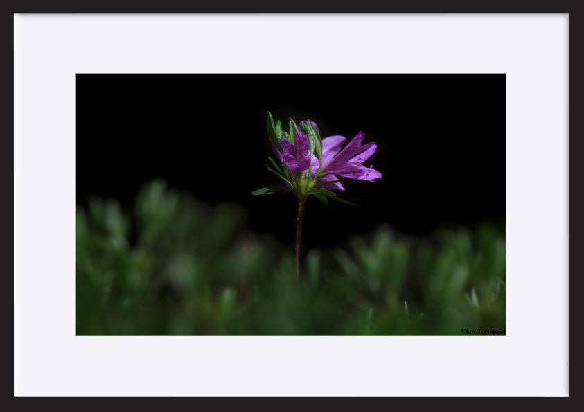 paper_frame