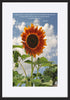 paper_frame