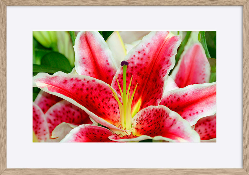 paper_frame