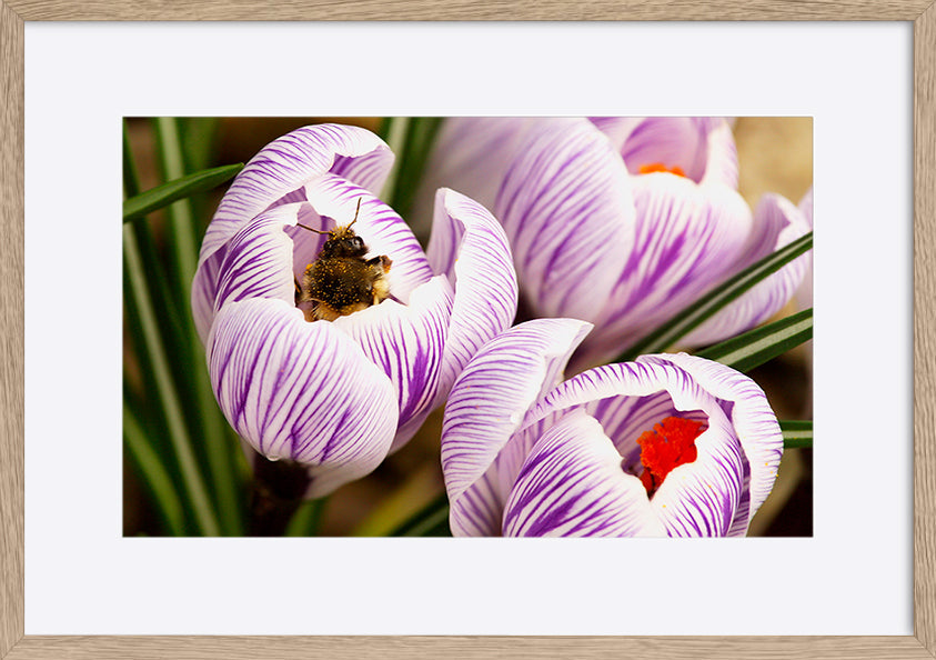 paper_frame