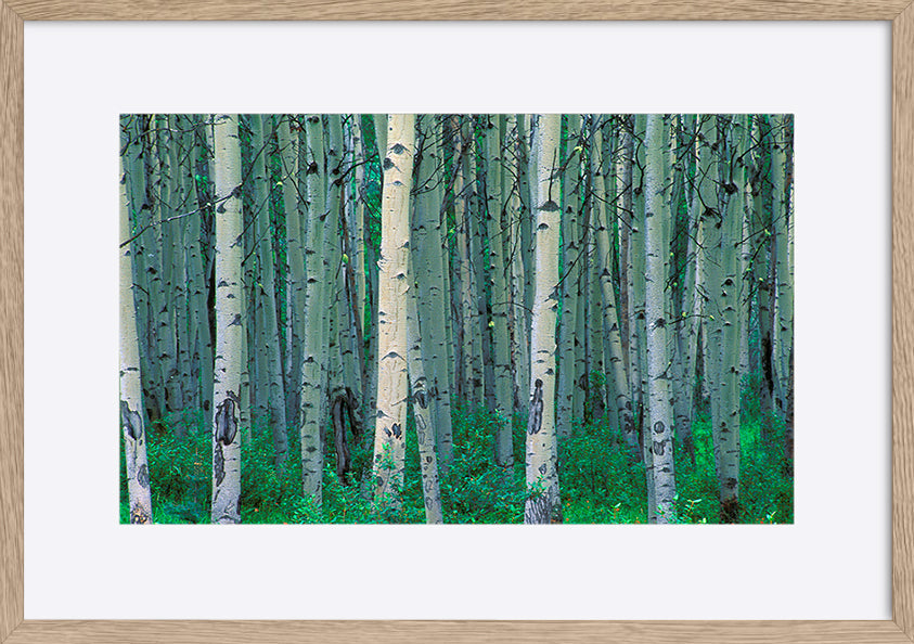 paper_frame
