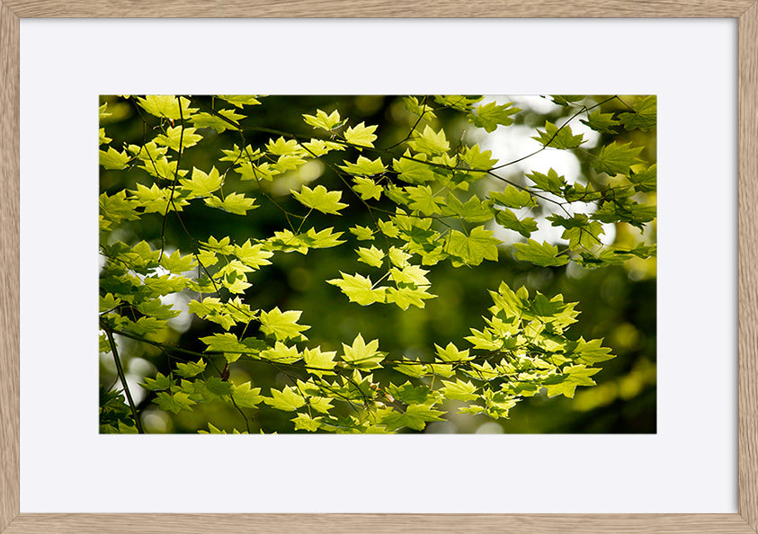 paper_frame