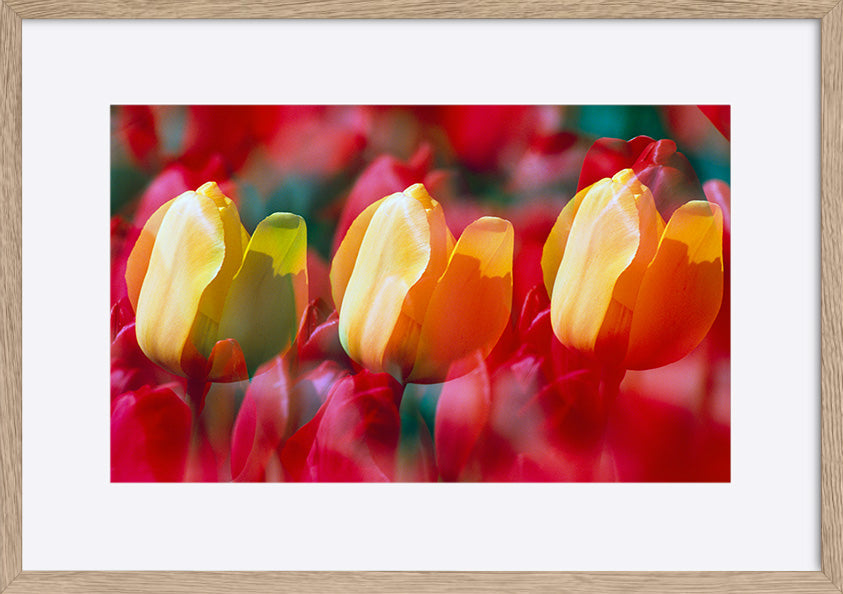 paper_frame