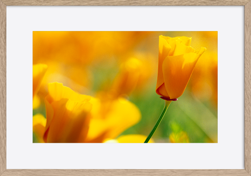 paper_frame