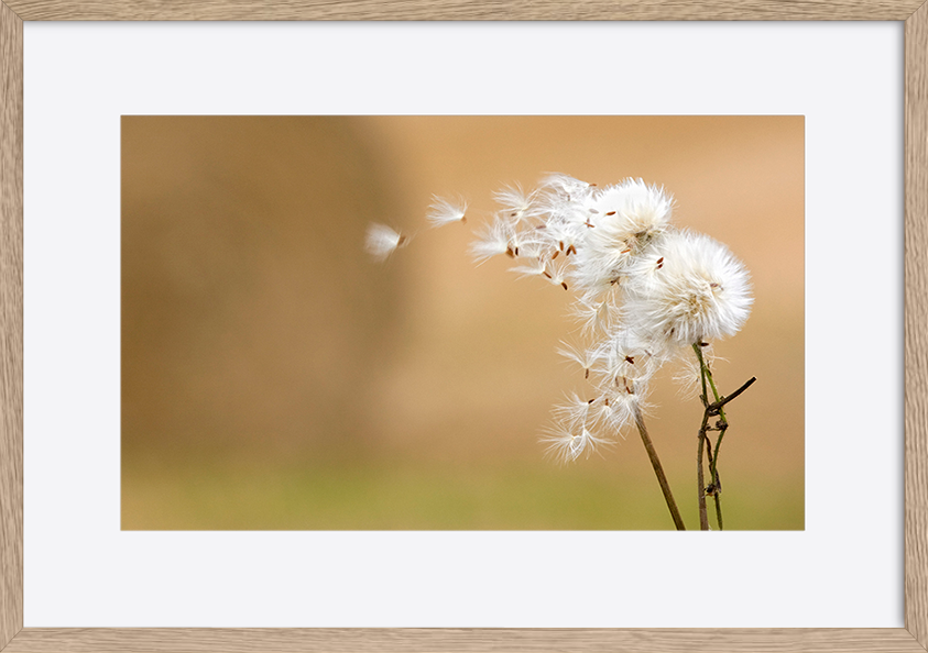 paper_frame