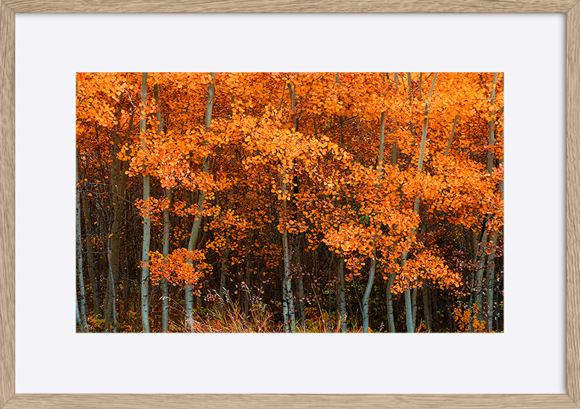 paper_frame