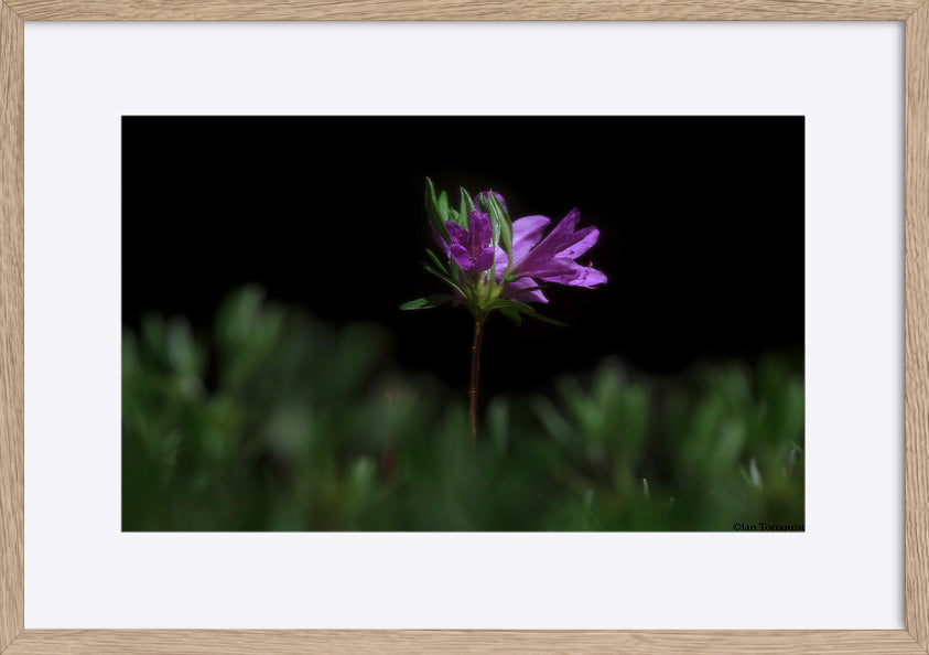 paper_frame