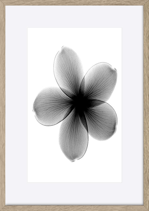 paper_frame