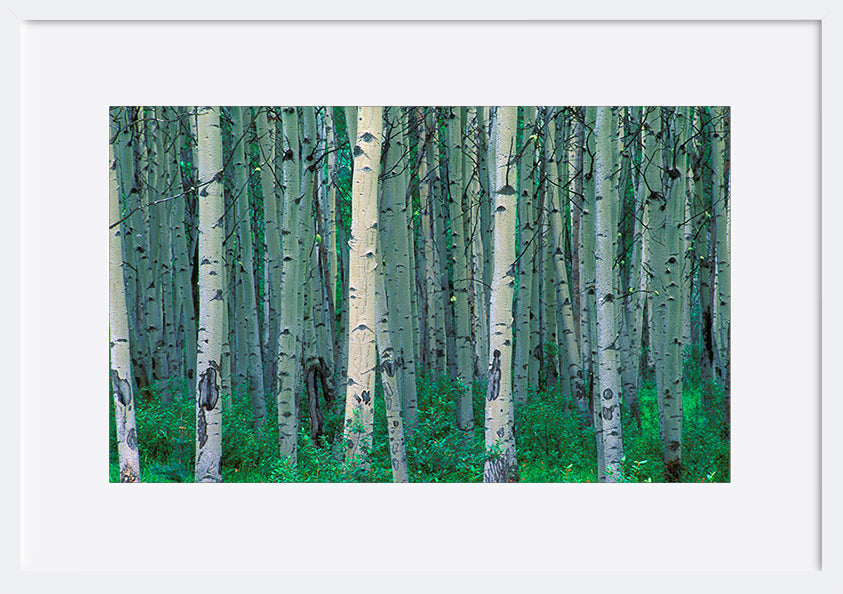 paper_frame