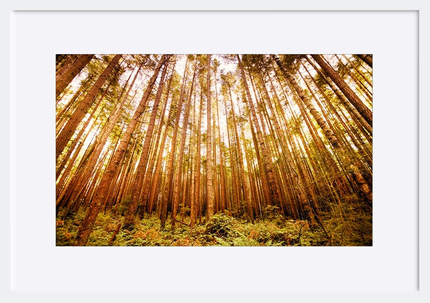 paper_frame