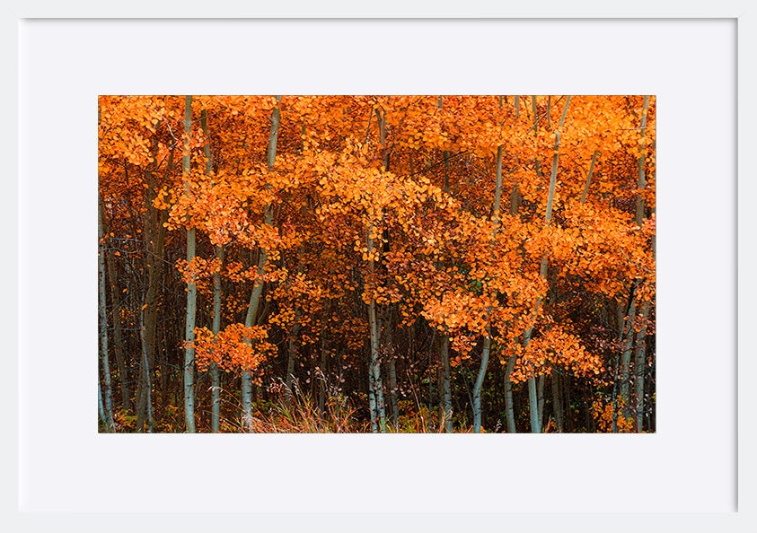paper_frame