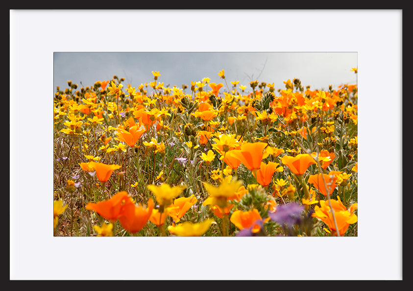 paper_frame