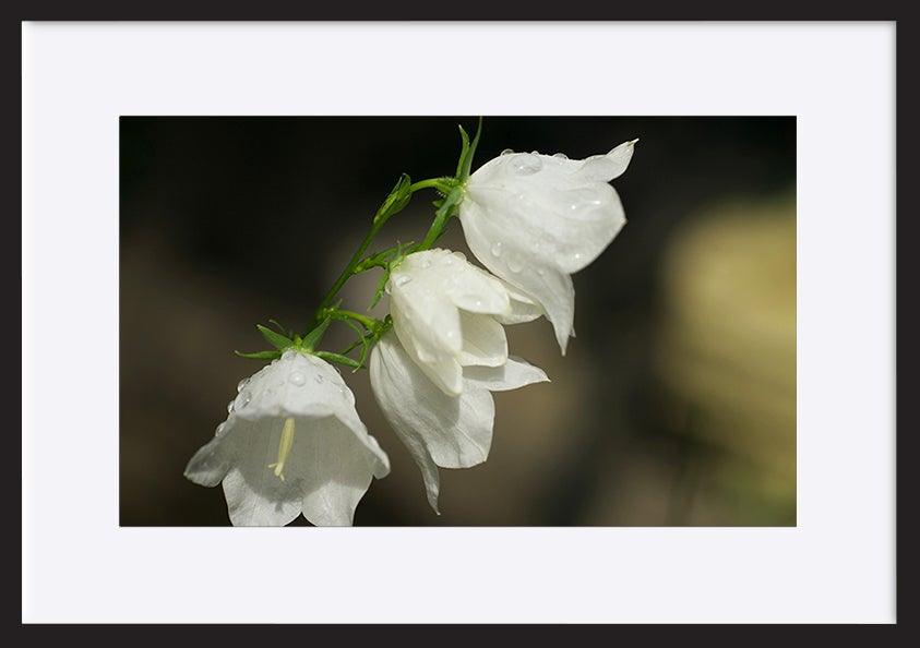 paper_frame
