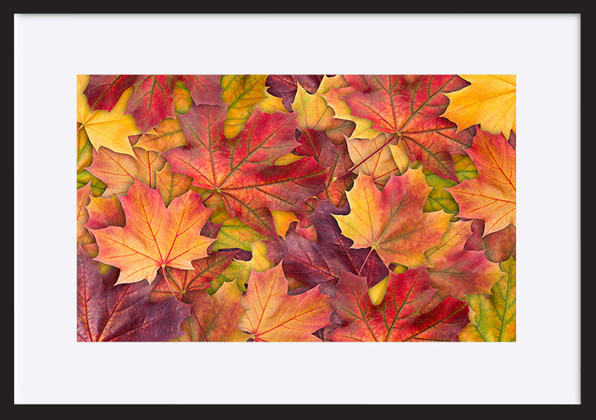 paper_frame