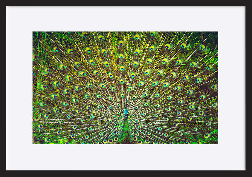 paper_frame