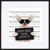 72969979 funny cute pug holding a placard while a mugshot is taken - ArtFramed