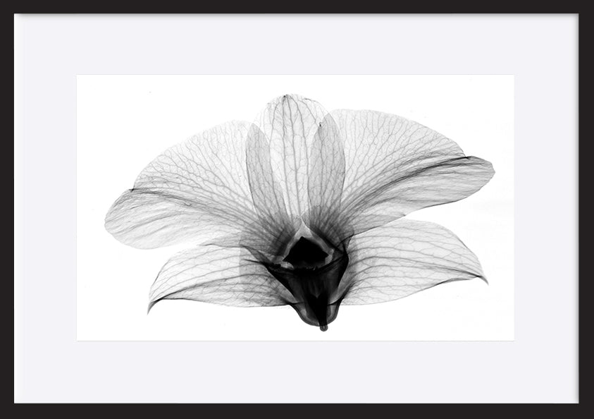 paper_frame