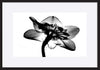 paper_frame