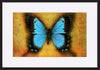 paper_frame