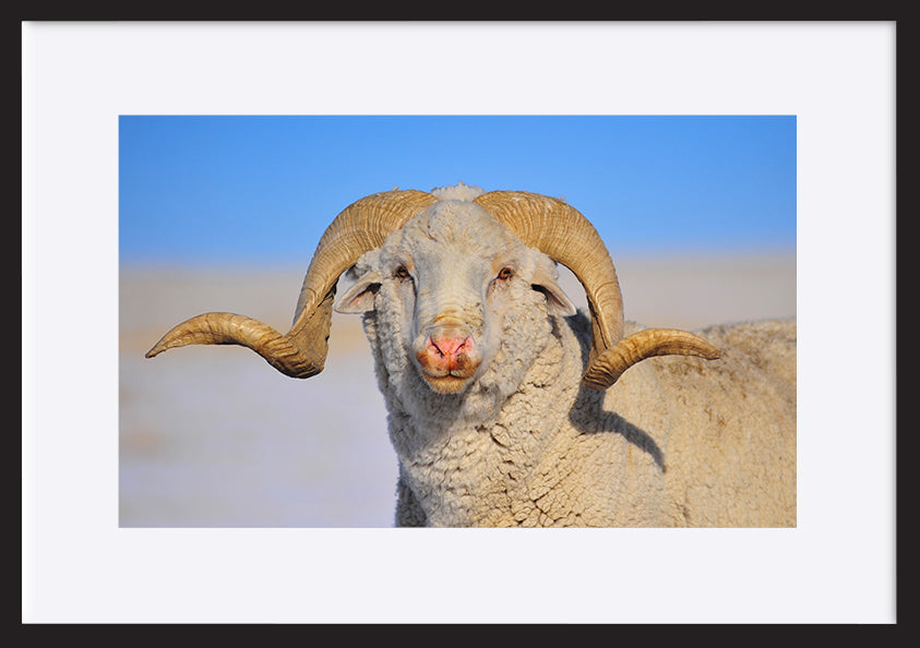 Large Ram – ArtFramed