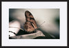 paper_frame