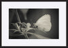 paper_frame