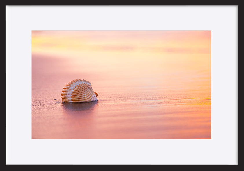 Shellsoft Logo Shellsoft – ArtFramed