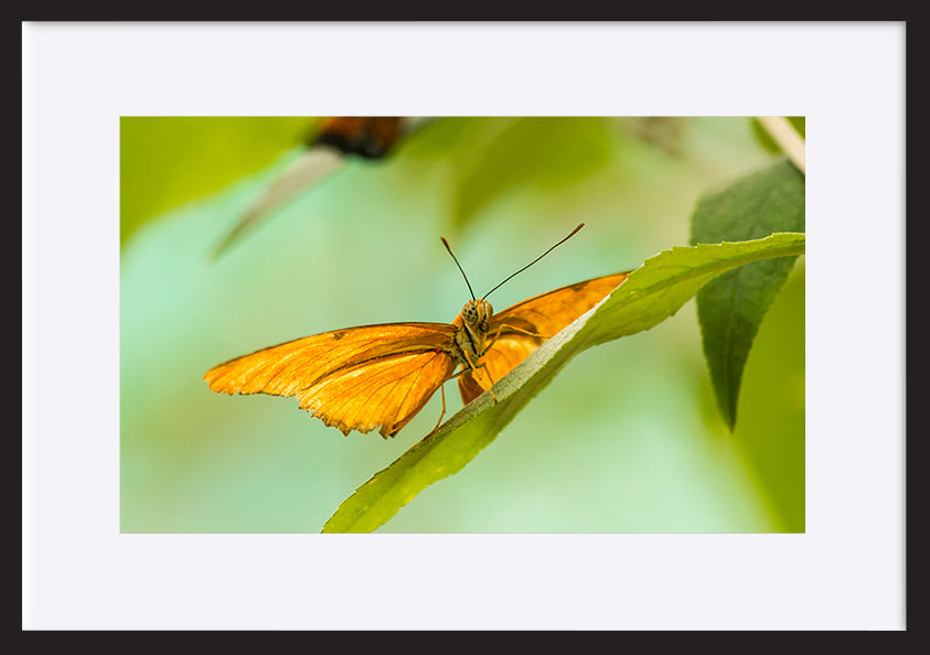 paper_frame
