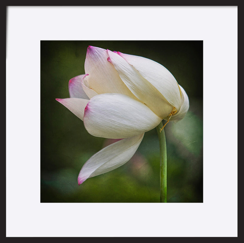 paper_frame