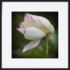 paper_frame