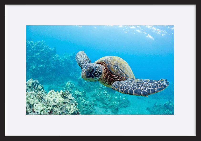 a0460652 turtle underwater copy - ArtFramed