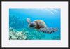 a0460652 turtle underwater copy - ArtFramed