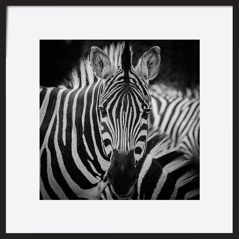 a08378851s ratio 1 animal zebra portrait - ArtFramed