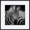 a08378851s ratio 1 animal zebra portrait - ArtFramed
