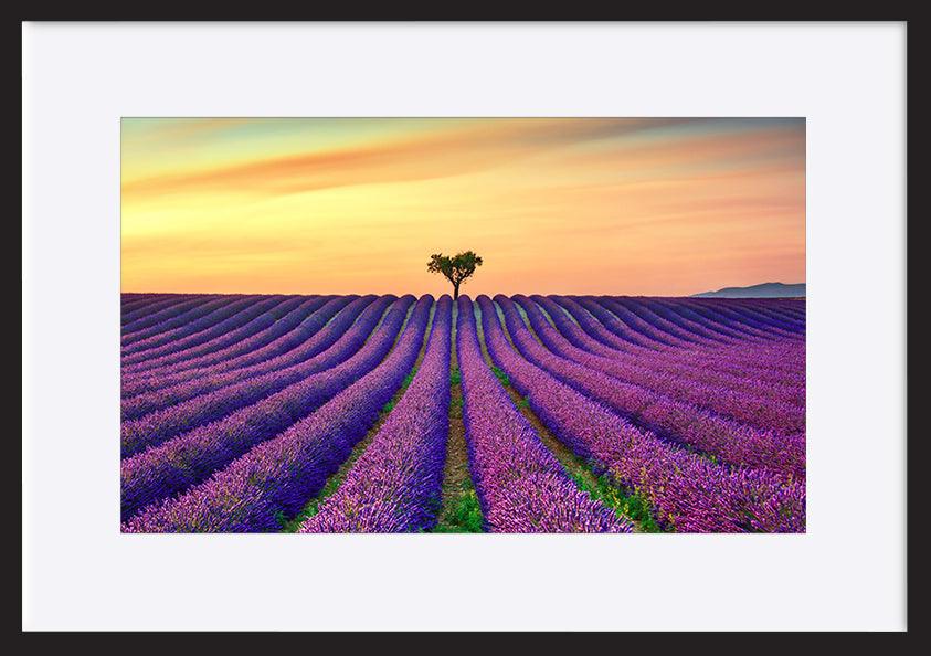a15601213b Lavender And Lonely Trees Uphill On Sunset copy. Provence France - ArtFramed