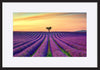 a15601213b Lavender And Lonely Trees Uphill On Sunset copy. Provence France - ArtFramed