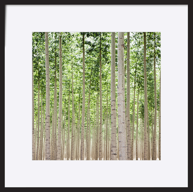 paper_frame