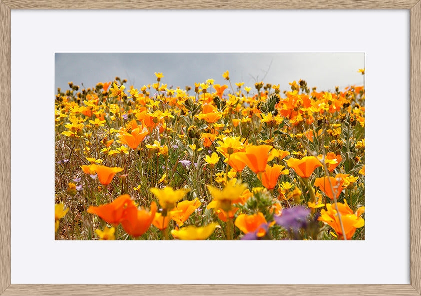 paper_frame