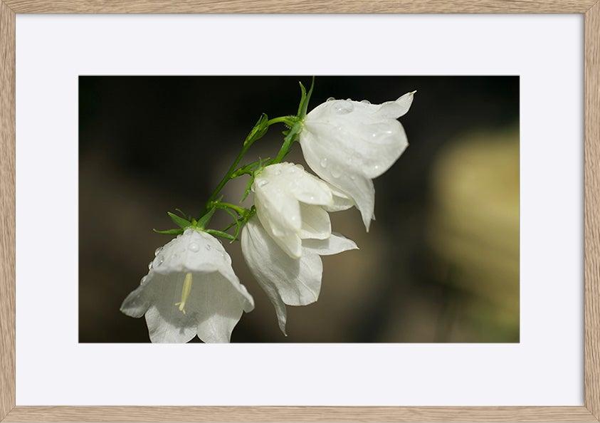 paper_frame