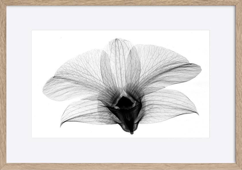 paper_frame