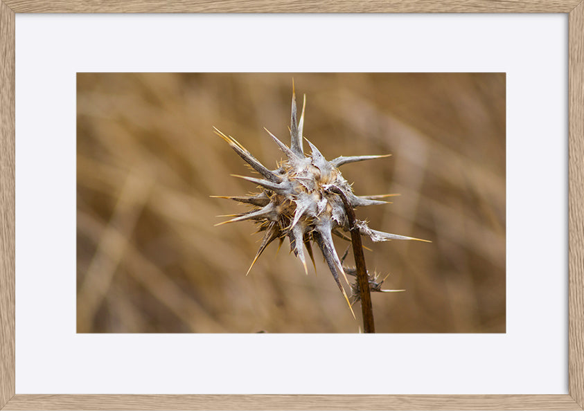 paper_frame
