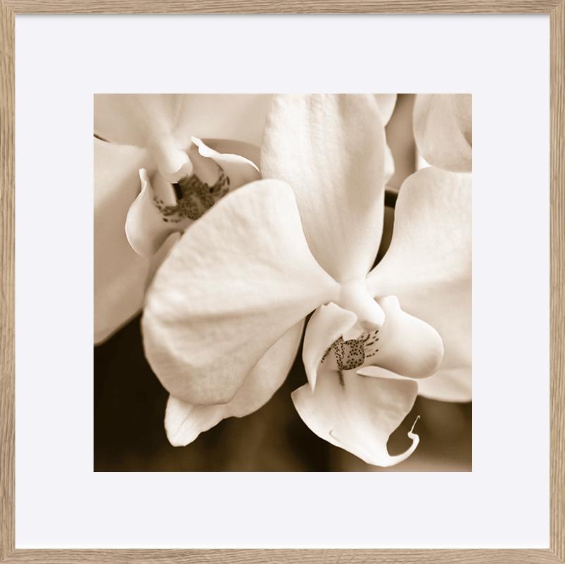 paper_frame