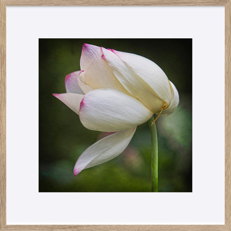 paper_frame